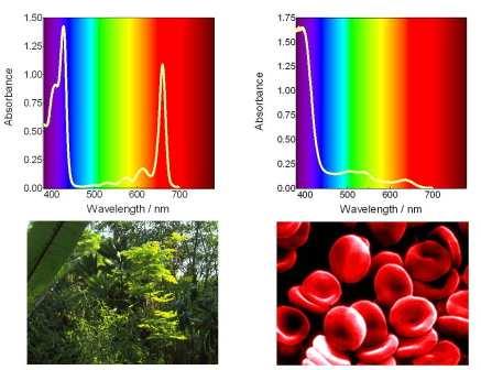 Spettro e Colore Clorofilla