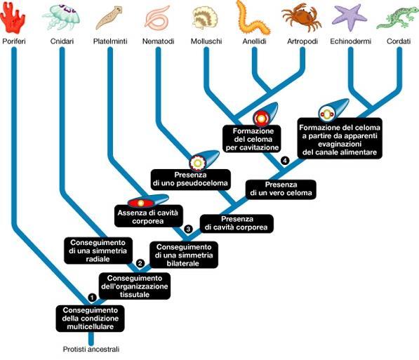 Filogenesi dei domini e dei regni di