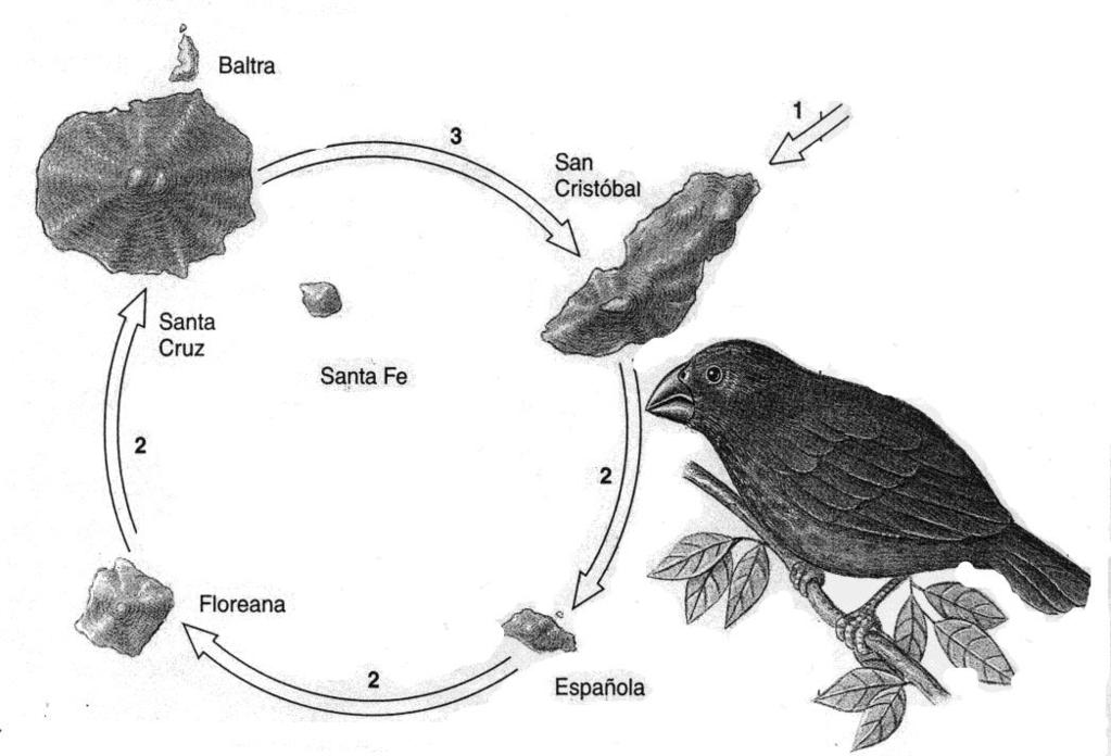 Effetto del fondatore I fringuelli