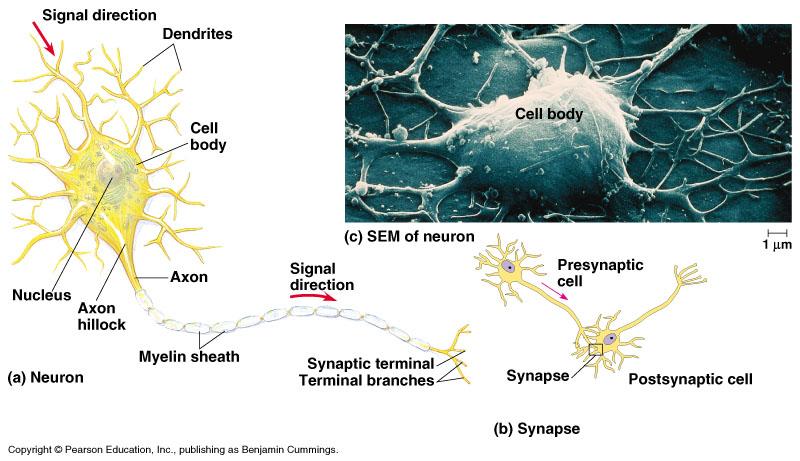 L unita funzionale del SN è il neurone -neuroni