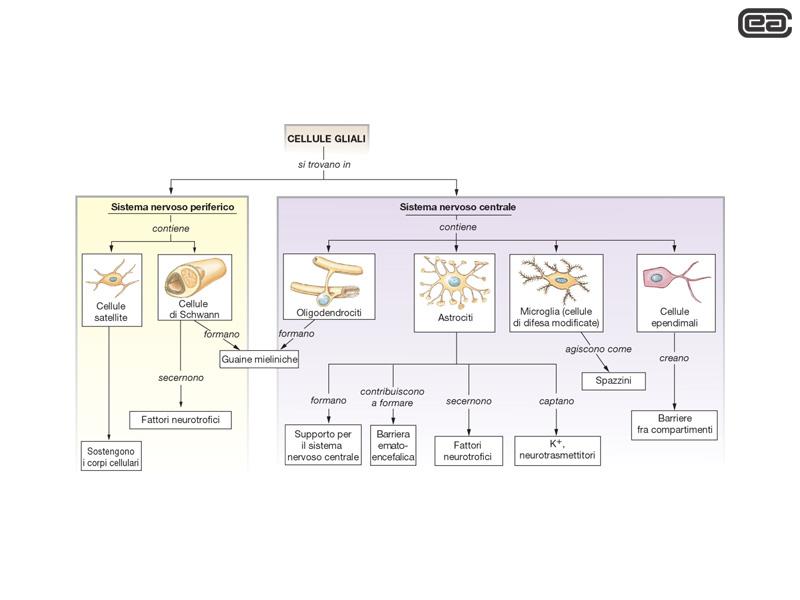 Forniscono il sostegno fisico e biochimico per i neuroni