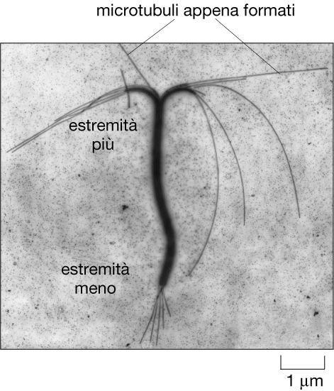 IL CITOSCHELETRO MICROTUBULI I microtubuli ( e i microfilamenti) sono strutture labili Sono polimerizzati da una riserva di subunità αß- e depolimerizzati Nella immagine microtubuli assemblati in