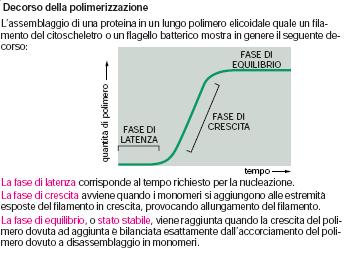 IL CITOSCHELETRO MICROTUBULI POLIMERIZZAZIONE dei FILAMENTI