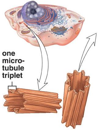 tripletta MT IL CITOSCHELETRO MICROTUBULI Assemblaggio dei MT