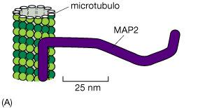 assone di neuroni neuroni con MAP2 formano fasci di MT