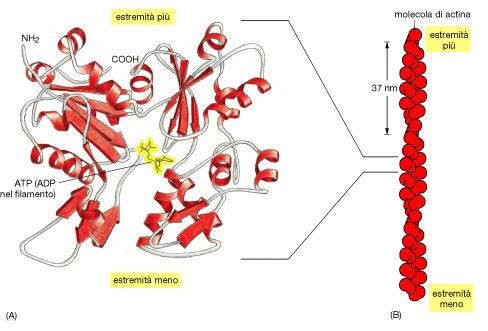 IL CITOSCHELETRO MICROFILAMENTI La G actina ha una polarità (estremità + e -) mantenuta nell