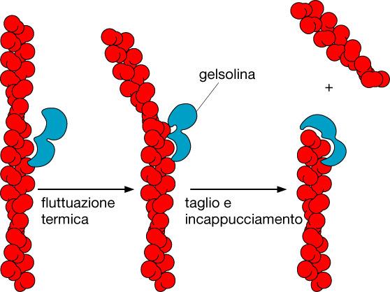 IL CITOSCHELETRO MICROFILAMENTI Proteine che regolano la polimerizzazione Timosina lega actina e blocca la
