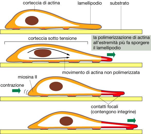 MICROFILAMENTI MOVIMENTO AMEBOIDE 1. protrusione: la cellula emette espansioni in avanti, tramite polimerizzazione di filamenti di actina 3.Trazione.