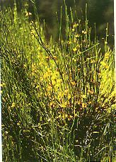 Ephedra vulgaris L'efedrina è un protoalcaloide strutturalmente simile