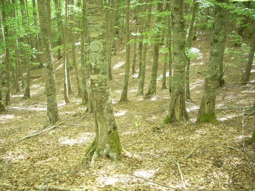 Il governo a fustaia: il bosco è costituito da alberi nati da seme (origine gamica) Le piante sono costituite da