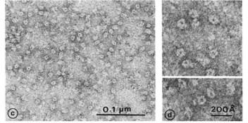 tritiated α-toxin from Naja nigricollis venom.