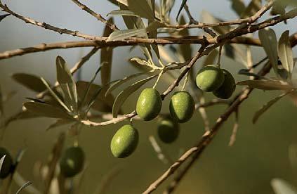 Pettine raccolta olive e nocciole *elettrico* 9.701.