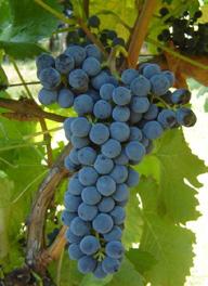 ) Paolo Visani, per essere apposta sulle bottiglie di Sauvignôn Vino rosso di Faenza, ottenute a partire dalle uve omonime di questa particolare varietà coltivata nei vigneti di Oriolo dei fichi.