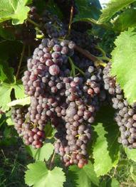 In genere questa varietà si trova associata alla Malvasia, il vitigno bianco aromatico arrivato in Italia presumibilmente grazie agli scambi commerciali della Repubblica di Venezia con l area dell