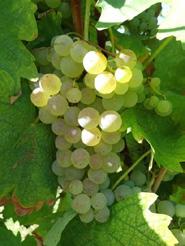 , 2010) hanno però stabilito la sinonimia tra Vernaccia di San Gimignano, Canaiolo Bianco (vitigni toscani), Piccabon (vitigno ligure) e Bervedino (vitigno piacentino).