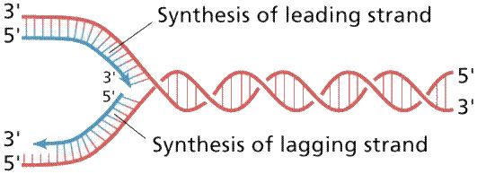 La DNA polimerasi agisce solo in direzione 5 Ÿ 3 Sintesi del