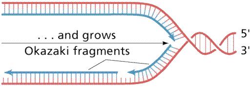 Formazione dei frammenti di Okazaki frammenti di Okazaki