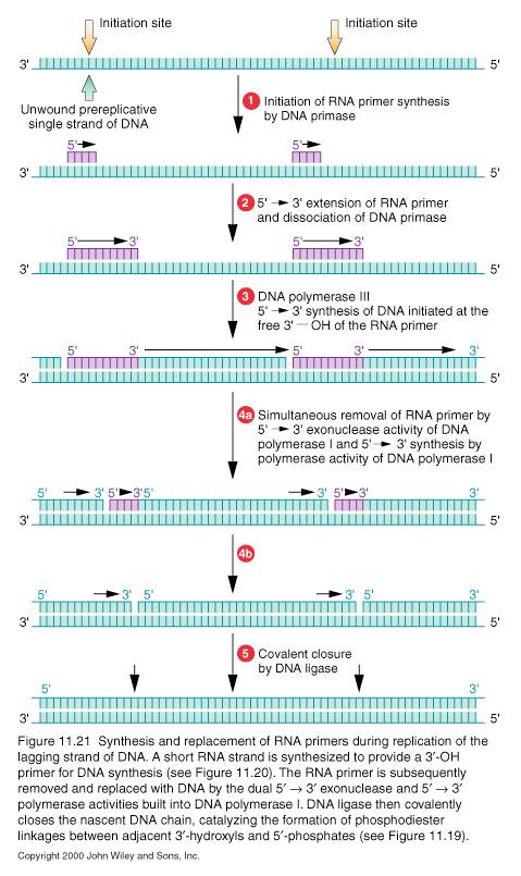 Il completamento del filamento lagging Vengono sostituiti i frammenti di RNA introdotti dalla primasi (la DNA