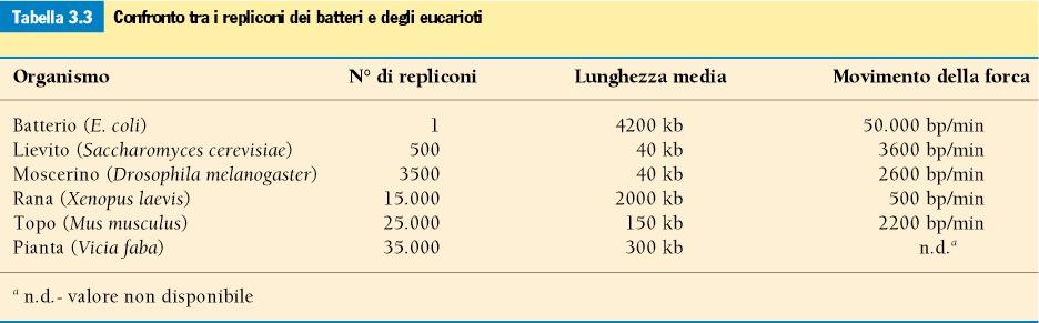 La replicazione di E.