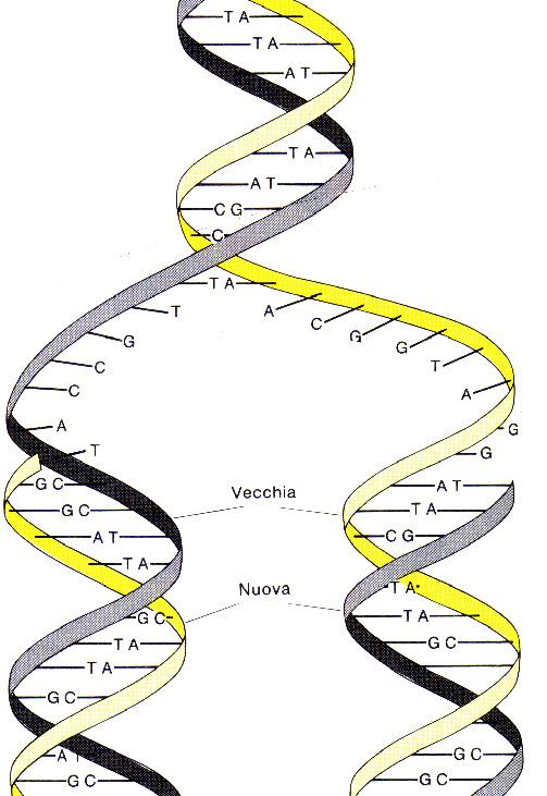 La replicazione del DNA Iduefilamenti della doppia elica parentale si srotolano