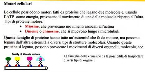 Mediato dal citoscheletro Assemblaggio e