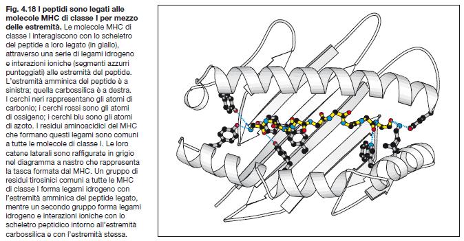 Legami del peptide