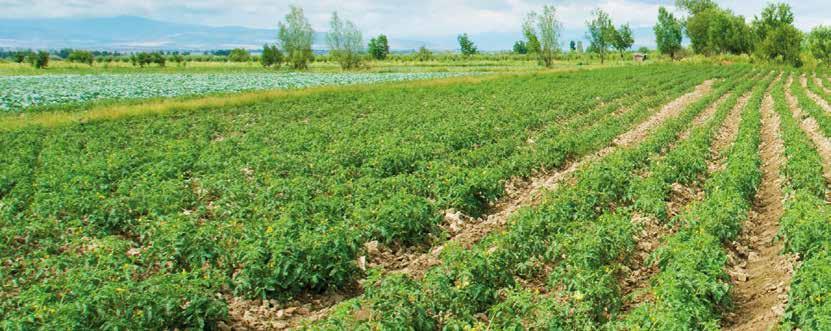 I prodotti a base di AGROGEL per il pomodoro FERTORGANICO Scaglia