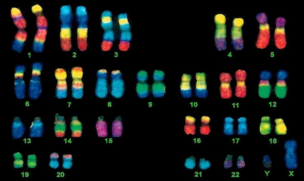 CROMOSOMI Le molecole di DNA si organizzano in cromosomi Il numero e la morfologia dei cromosomi sono