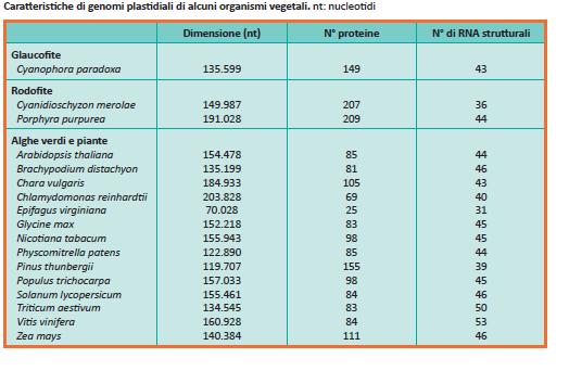 Sono stati sequenziati 180 genomi plastidiali, 45 geni sono presenti in tutte le piante ed alghe.