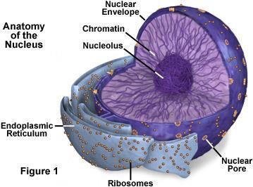 L INVOLUCRO NUCLEARE INVOLUCRO NUCLEARE: