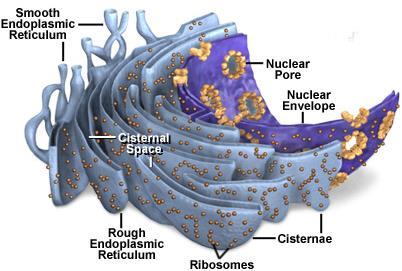 CONTINUITÀ TRA INVOLUCRO NUCLEARE ESTERNO E RE La presenza di alcune proteine specifiche del nucleo favorisce il legame tra la membrana nucleare interna e la lamina nucleare.