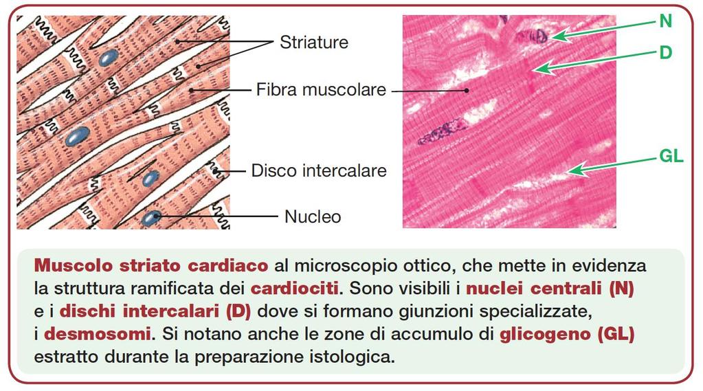 cellule.