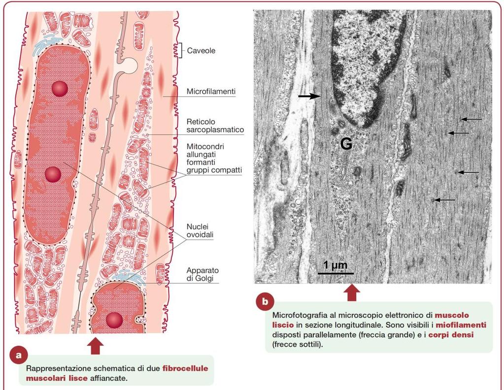 Cellula