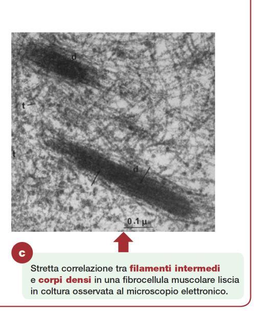 Filamenti intermedi citoplasmatici Vimentina e Desmina Corpi densi Nel citoplasma o lato citoplasmatico del sarcolemma Equivalenti