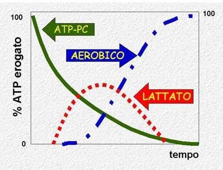 2 moli d ATP per il lattacido infinita quella del sistema aerobico.