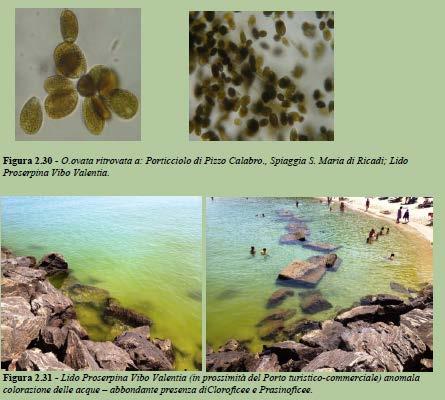 anomala colorazione delle acque abbondante presenza di Cloroficee e Prasinoficee.