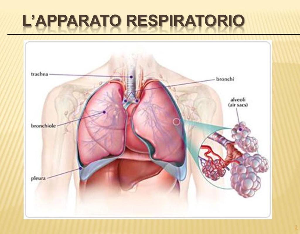 Apparato respiratorio di Perego Alessandro Conte