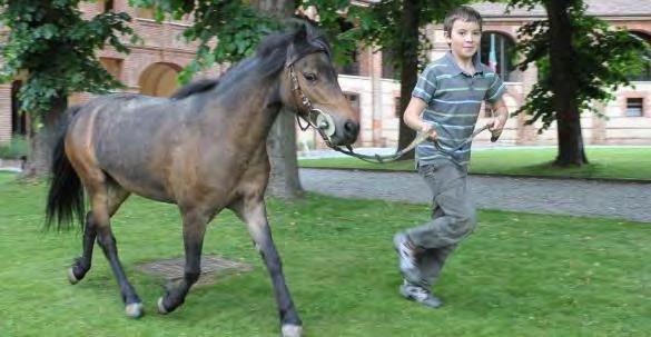 abitudini. LA CASA DEL PONY: la vista nel paddock e in scuderia.