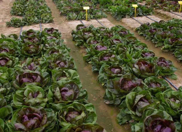 RADICCHIO Nel 2012 la superficie di radicchio in pieno campo in Lombardia si è riportata a livelli pari a quella coltivata nel 2006, mentre si attesta sempre in calo la superficie in serra.