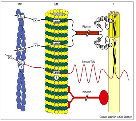 Asse Integrine Filamenti intermedi [3] Emidesmosomi: struttura e assemblaggio [2] L aspetto unico degli emidesmosomi è che essi collegano la ECM alla rete dei filamenti intermedi (FI).
