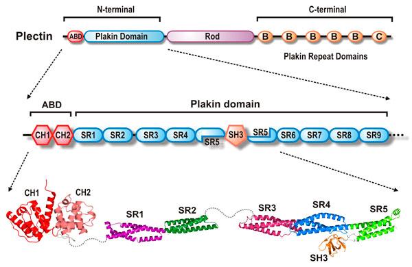 extracellularicoinvoltinell adesione dell epidermide. E un eterotrimero con tre catene α1 (XVII). Proteina transmembrana di tipo II (C terminale rivolto verso l esterno della cellula).