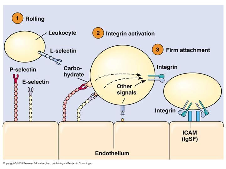 Questo porta all ancoraggio, rottolamento ( rolling ), e arresto dei leucociti circolanti e la loro finale estravasione dalla circolazione verso il tessuto circostante.