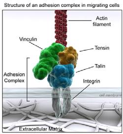 uk/cellmigration/adhesion.