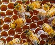 Varietà di miele secondo il metodo di produzione miele in favo: miele immagazzinato dalle api nei favi non contenenti covata e venduto in favi anche interi; miele con pezzi di favo o sezioni di favo