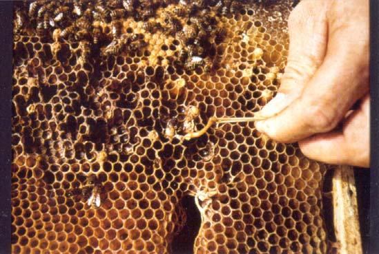 in apicoltura esistono pochissimi