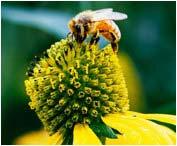 Varietà di miele secondo l'origine miele di nettare (o di fiori): miele ottenuto dal nettare di piante; Miele monoflora Miele poliflora miele di melata: miele