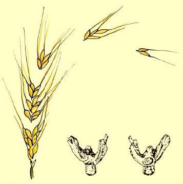 1.1.1. Cereali -Selezione La spiga dei frumenti selvatici èfragile Si disarticola in spighette ed i semi si spargono facilmente Ad ogni spighetta èconnesso un frammento dell asse della spiga