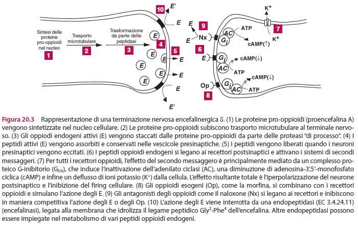 Dalle proteine pro-oppiodi ai