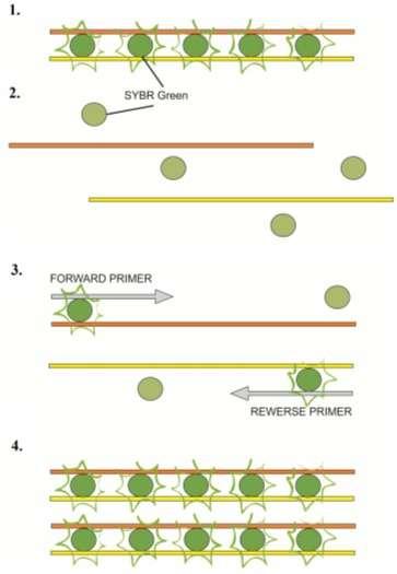 Real time PCR (PCR quantitativa) Permette di determinare quante