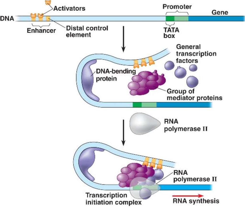 Come funzionano gli enhancers pur essendo lontani dal